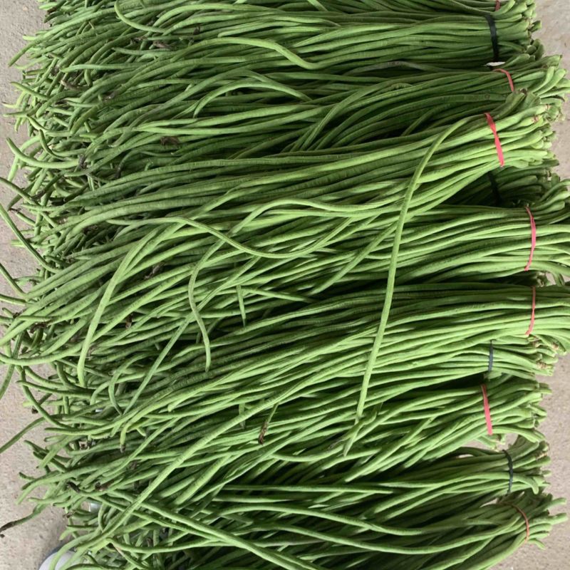 长豆角陕西西安豇豆大量上市，货源充足，一手货源