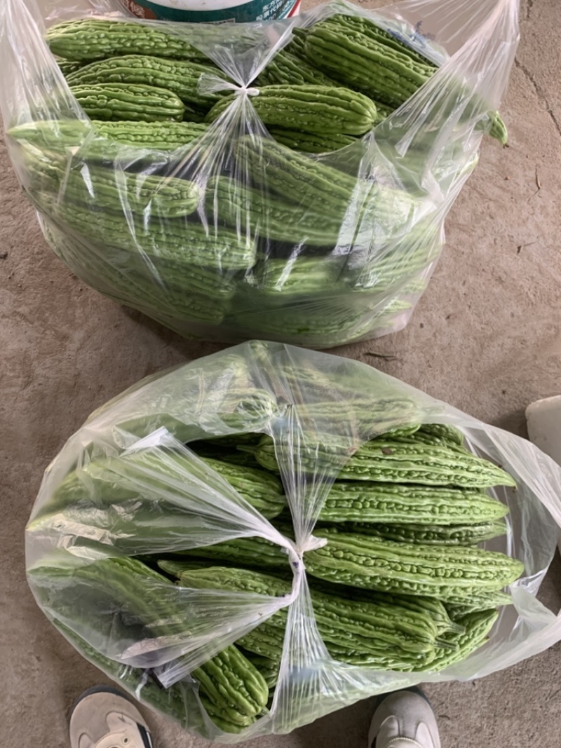 苦瓜陕西西安苦瓜大量上市，货源充足，一手货源