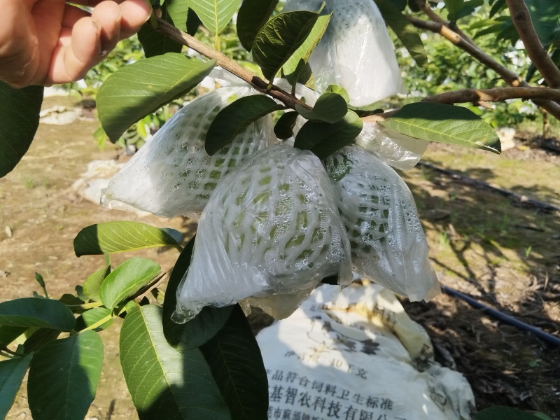 红心芭乐番石榴