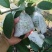 红心芭乐番石榴