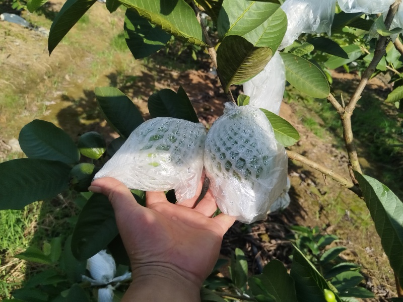 红心芭乐番石榴