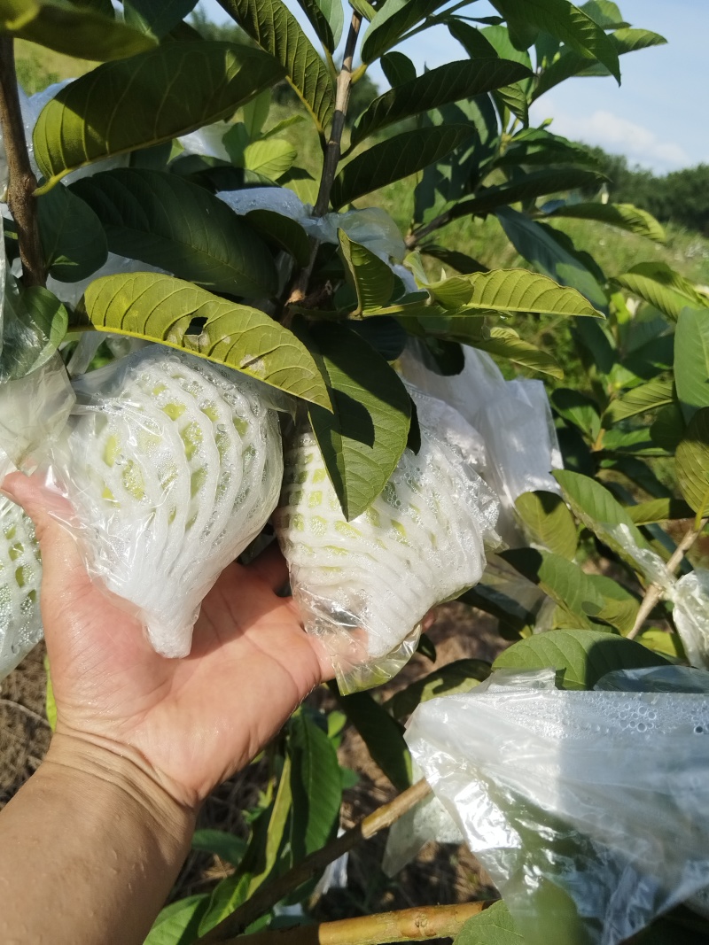 红心芭乐番石榴