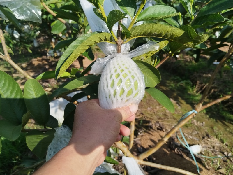 红心芭乐番石榴