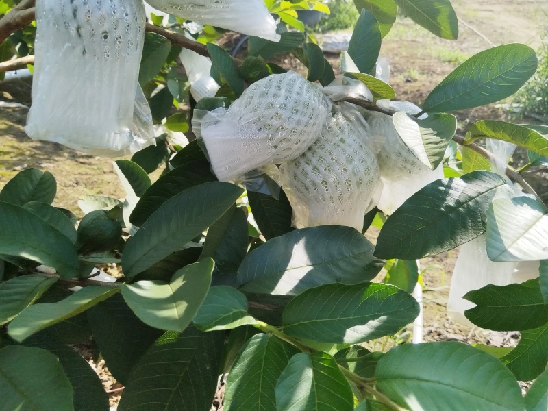 红心芭乐番石榴