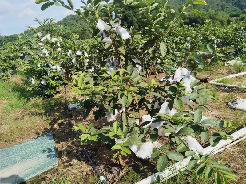 红心芭乐番石榴