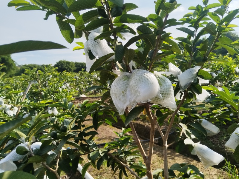 红心芭乐番石榴