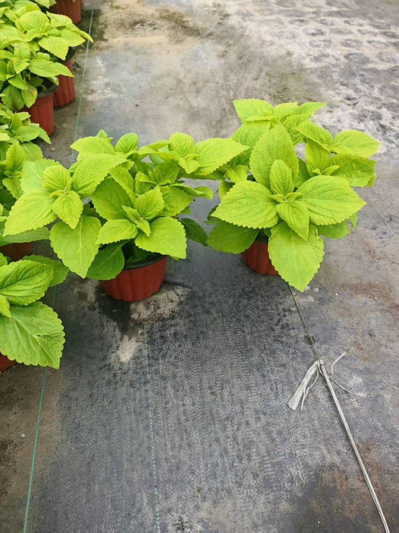 彩叶草/红色/金边/黄色/基地有量/保质保量