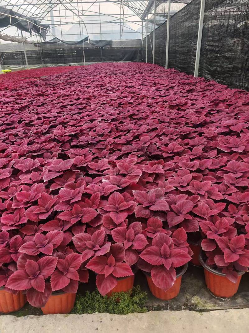 彩叶草/红色/金边/黄色/基地有量/保质保量