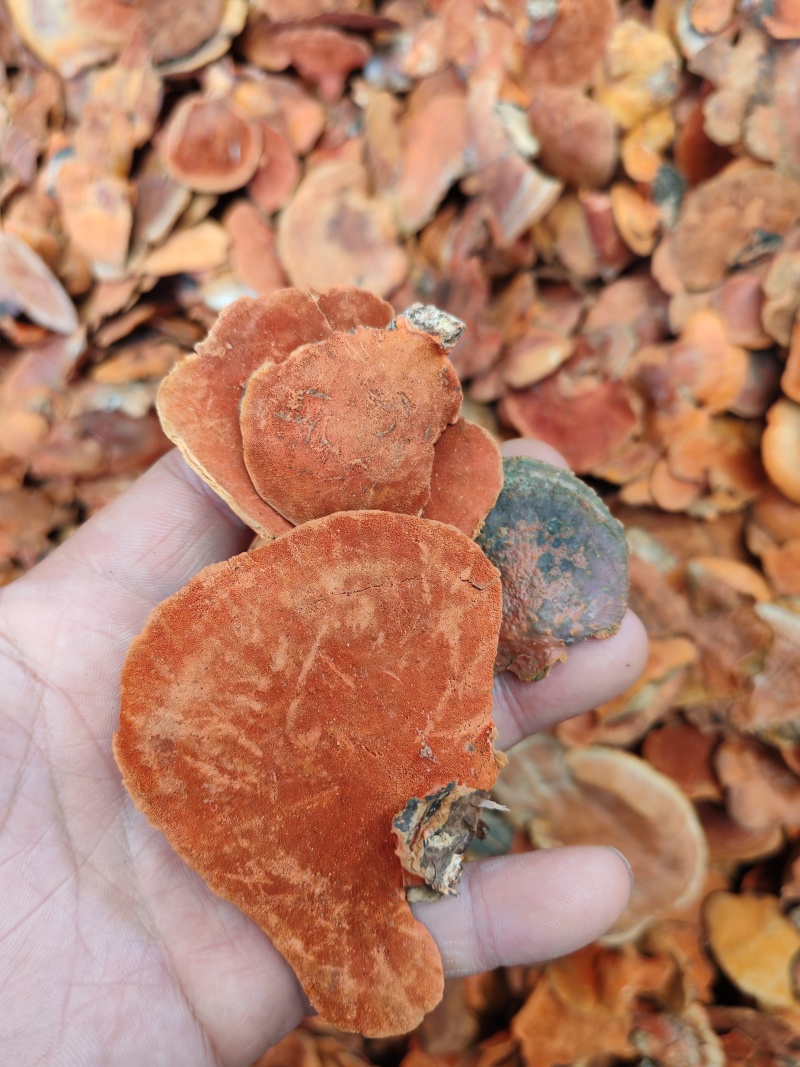 朱红栓菌红栓菌朱砂菌牛樟芝