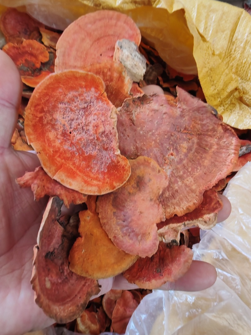 朱红栓菌红栓菌朱砂菌牛樟芝