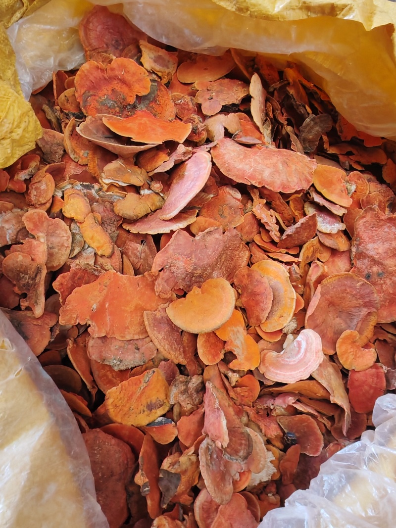 朱红栓菌红栓菌朱砂菌牛樟芝