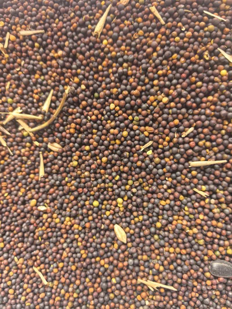 哈萨克斯坦进口油菜籽