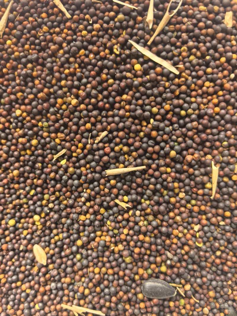 哈萨克斯坦进口油菜籽