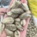新货辛夷花一手大货货源批发，天然无熏硫干花蕾，量大从优电