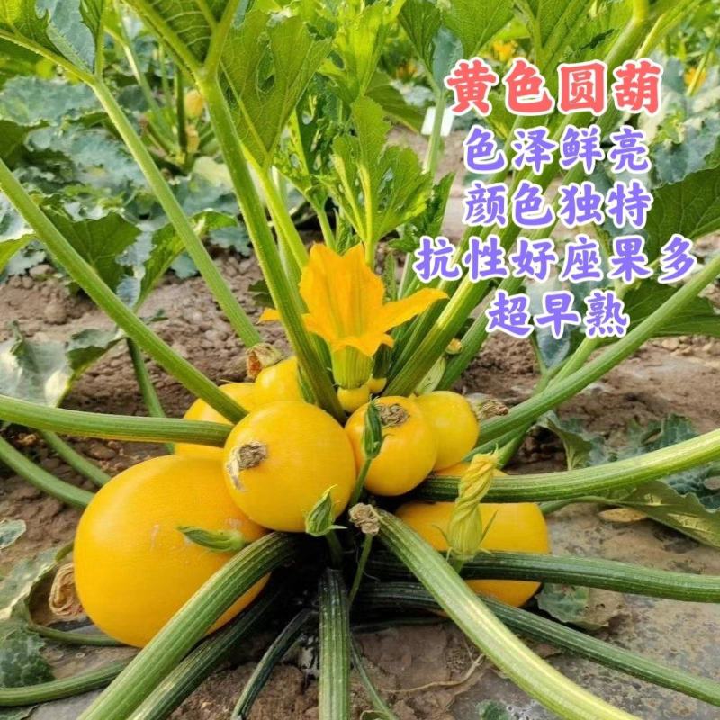 黄色圆葫超早熟座果多，抗性强好管理，颜色独特鲜亮