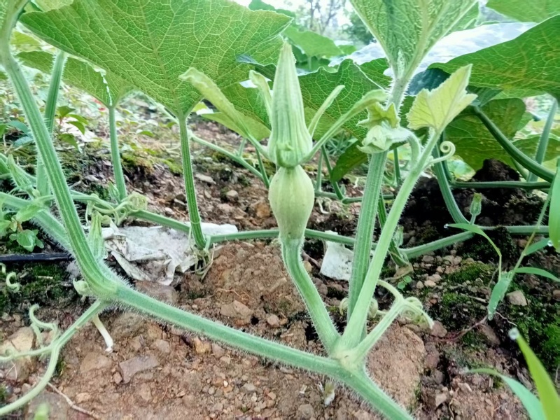 香芋南瓜