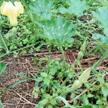 香芋南瓜
