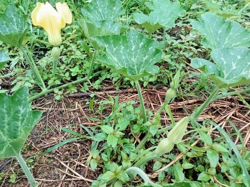 香芋南瓜
