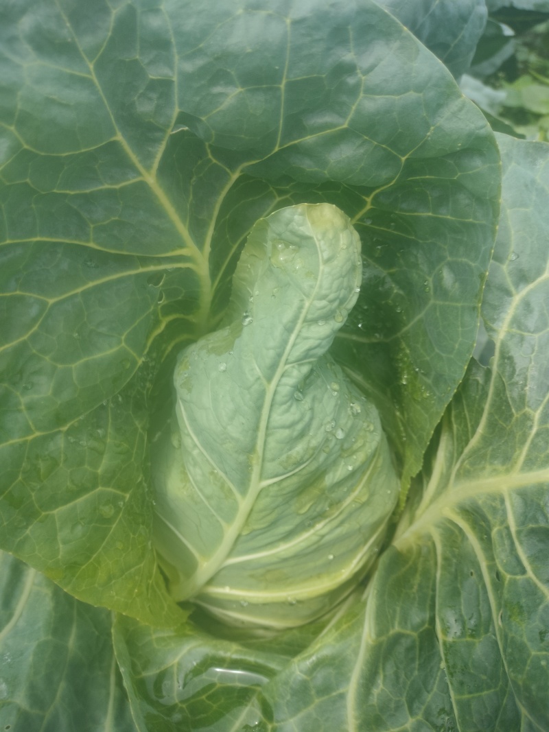 牛心菜