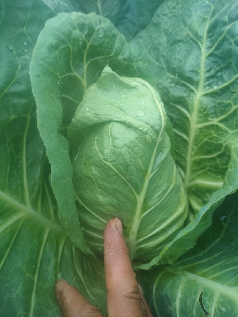 牛心菜