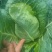 牛心菜