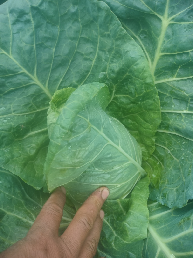 牛心菜