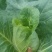牛心菜