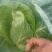 牛心菜