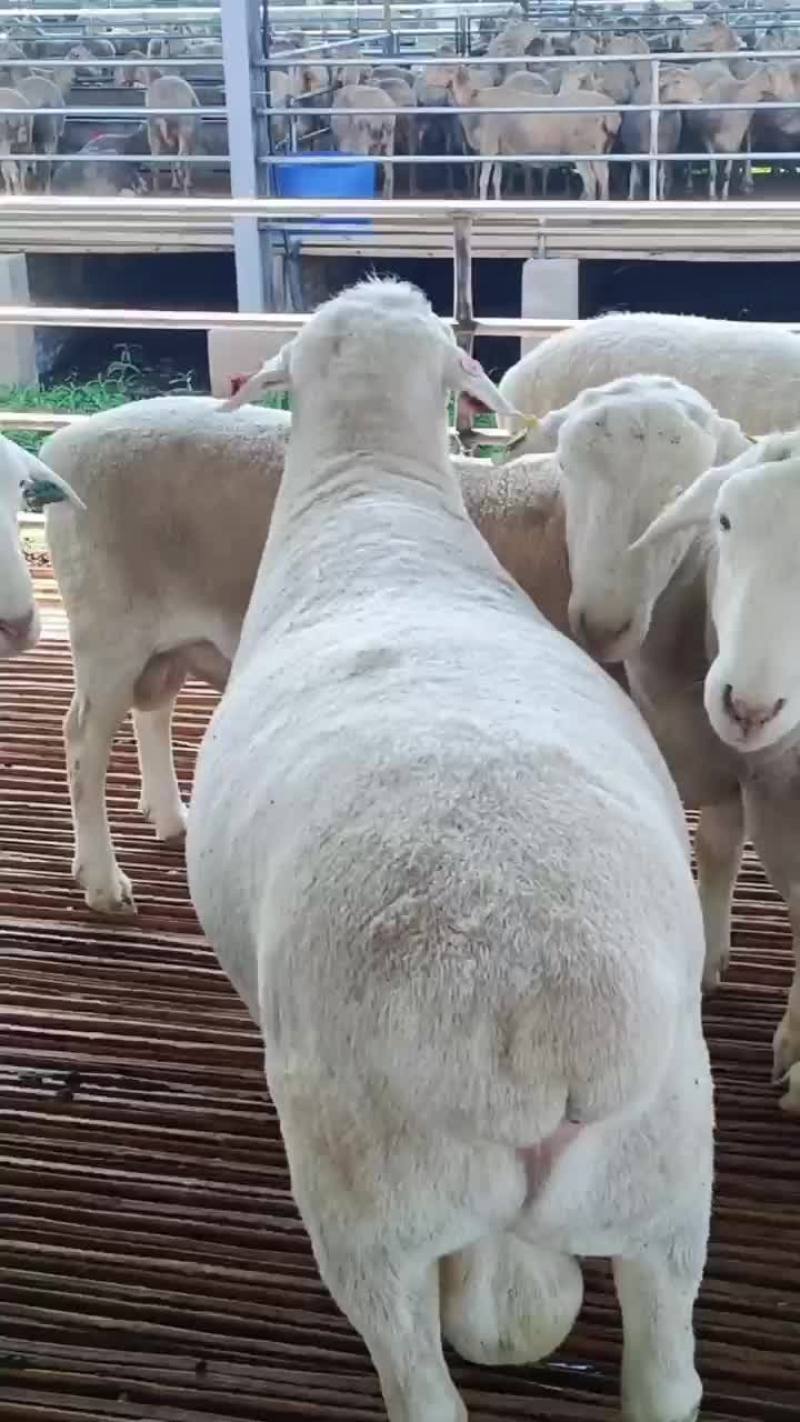 澳洲白绵羊澳洲白种公羊澳洲白怀孕母羊全国发货