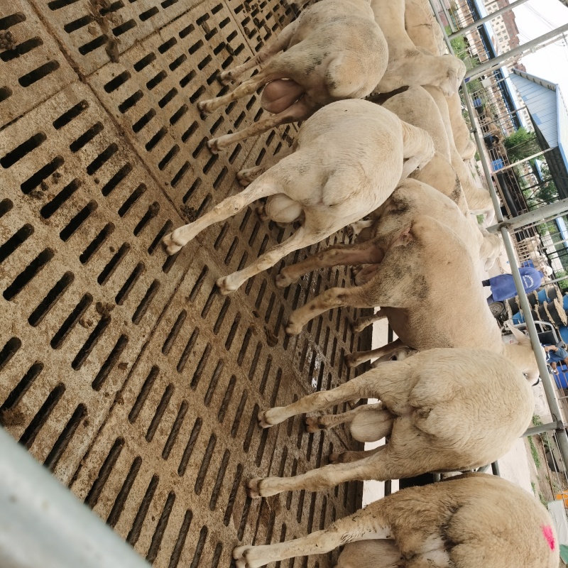澳洲白绵羊澳洲白种公羊澳洲白怀孕母羊全国发货