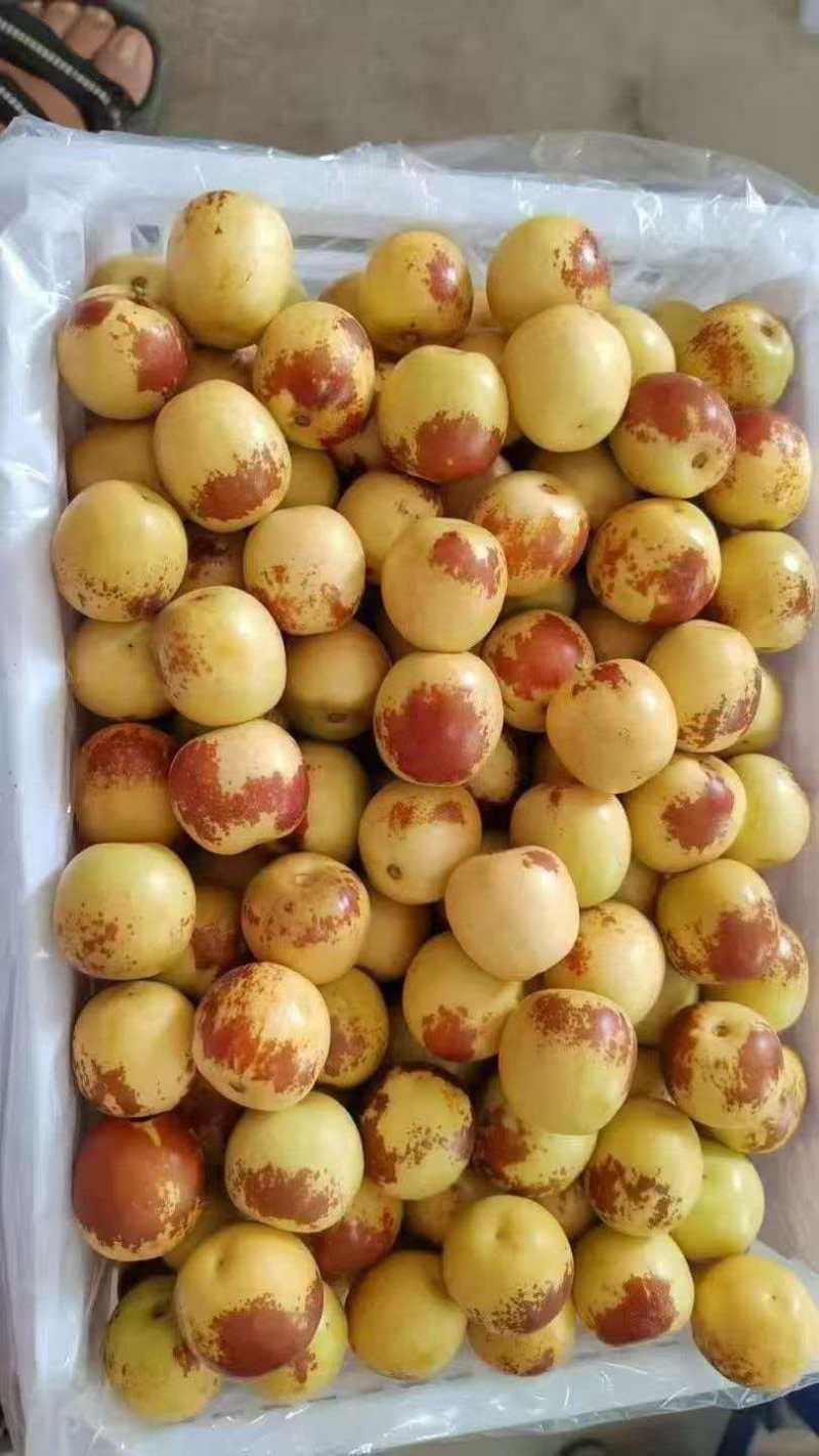 大荔冬枣