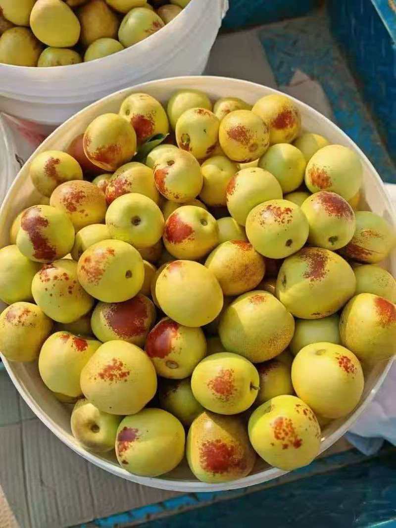 大荔冬枣
