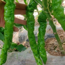 精品辣椒，有需要的老板，可以联系我