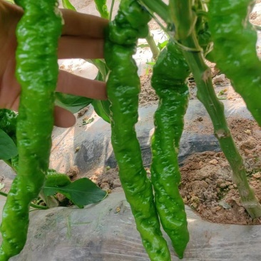 精品辣椒，有需要的老板，可以联系我