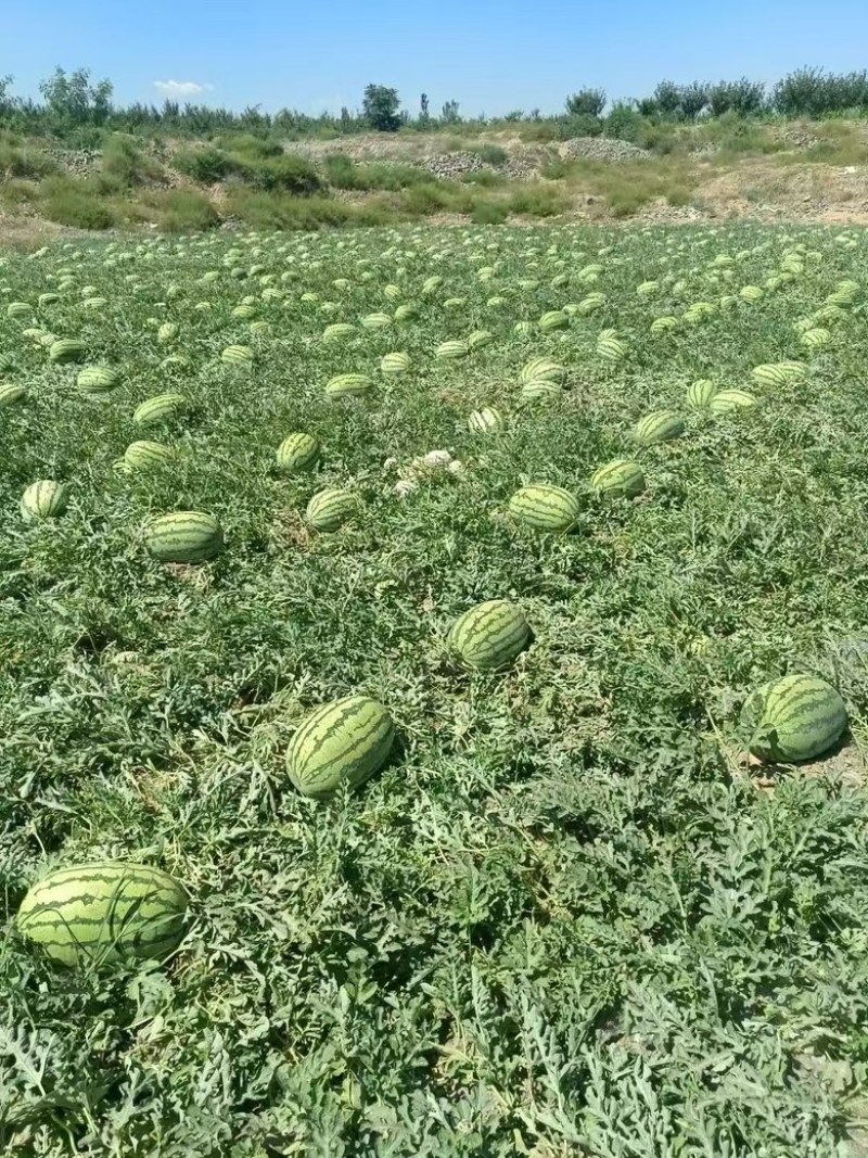 宁夏中卫西砂瓜，瓜熟保甜，产地直产直销，全国发货价格优惠