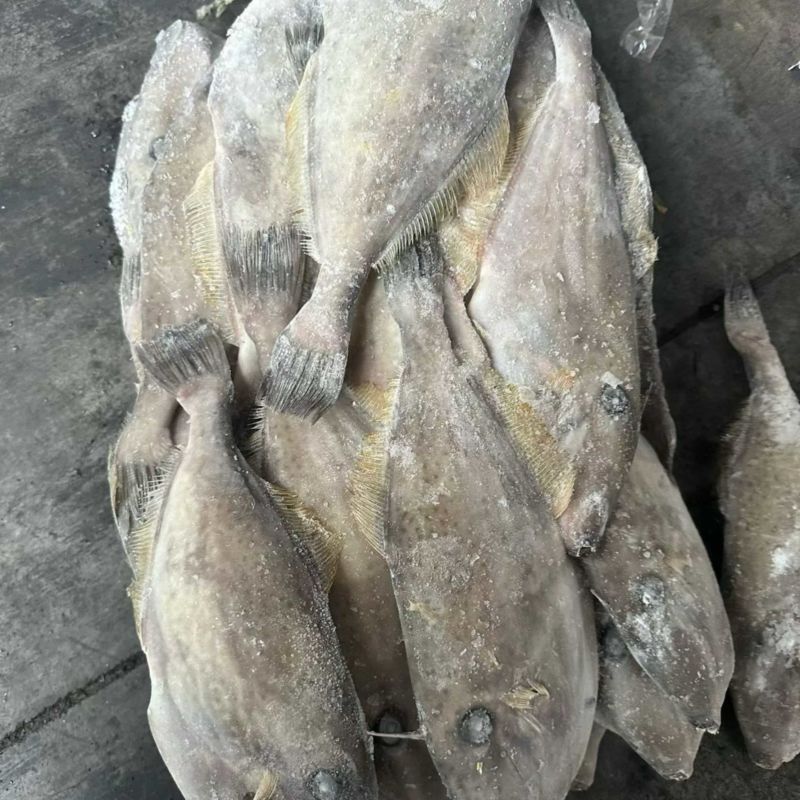 马面鱼100/300船冻马面鱼剥皮鱼