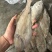 马面鱼100/300船冻马面鱼剥皮鱼