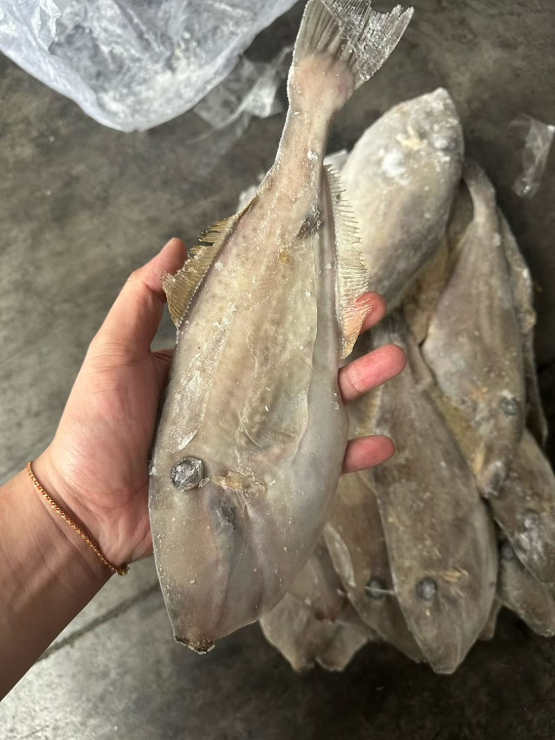马面鱼100/300船冻马面鱼剥皮鱼