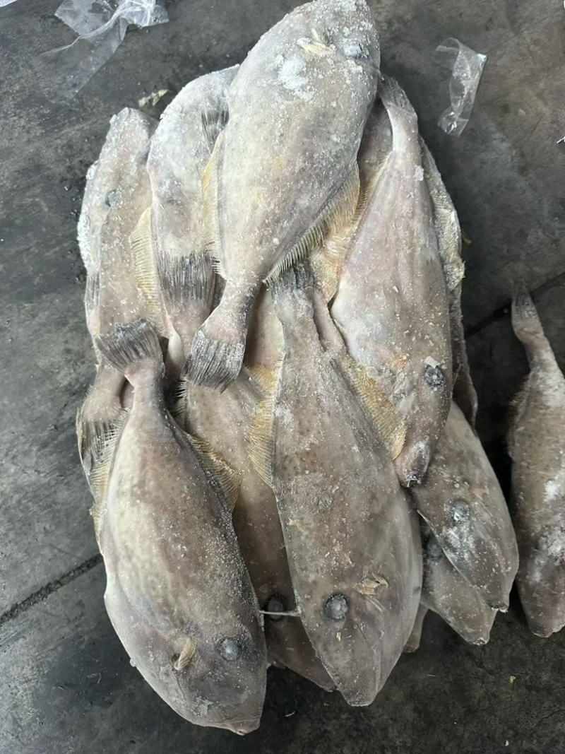 马面鱼100/300船冻马面鱼剥皮鱼