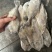 马面鱼100/300船冻马面鱼剥皮鱼