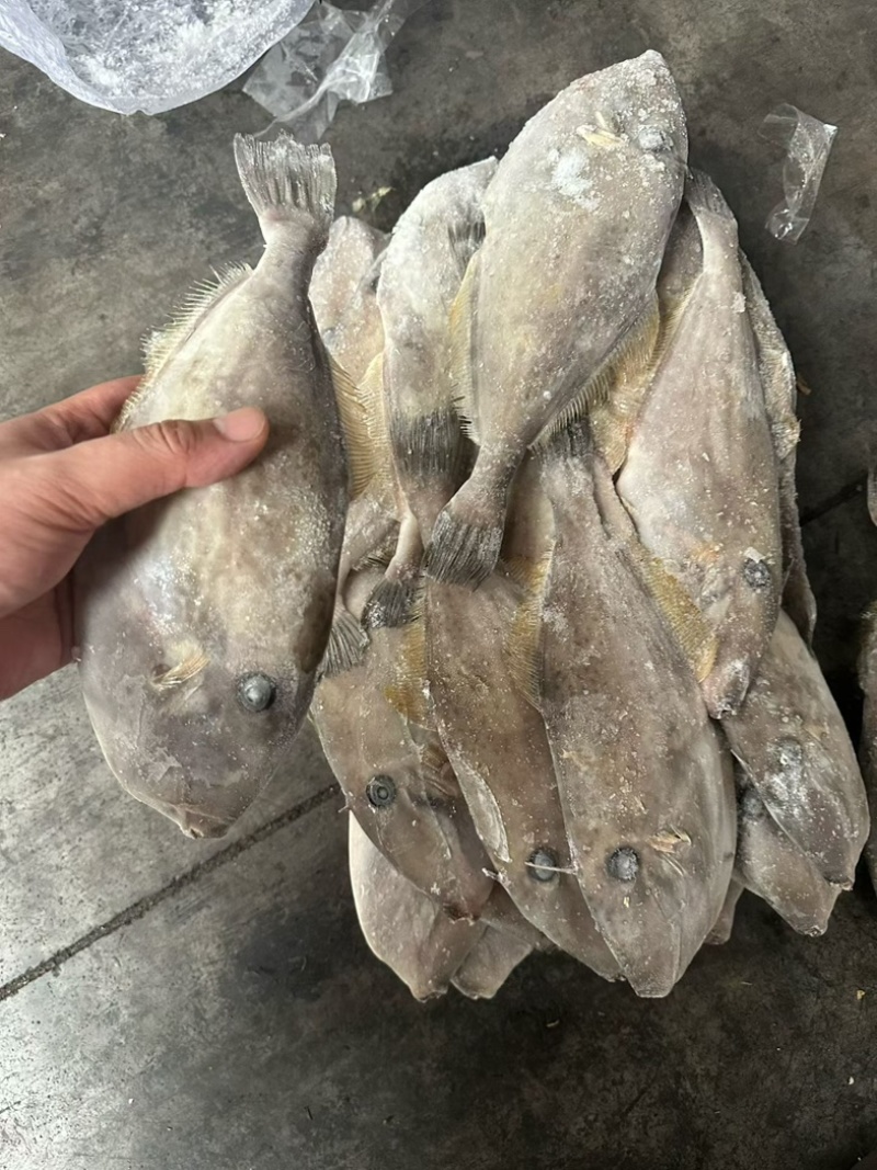 马面鱼100/300船冻马面鱼剥皮鱼