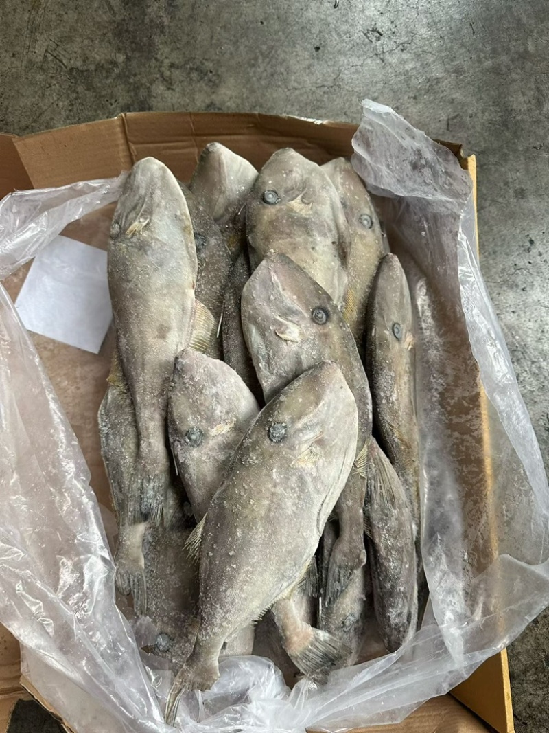 马面鱼100/300船冻马面鱼剥皮鱼