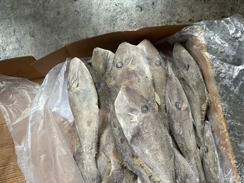 马面鱼100/300船冻马面鱼剥皮鱼