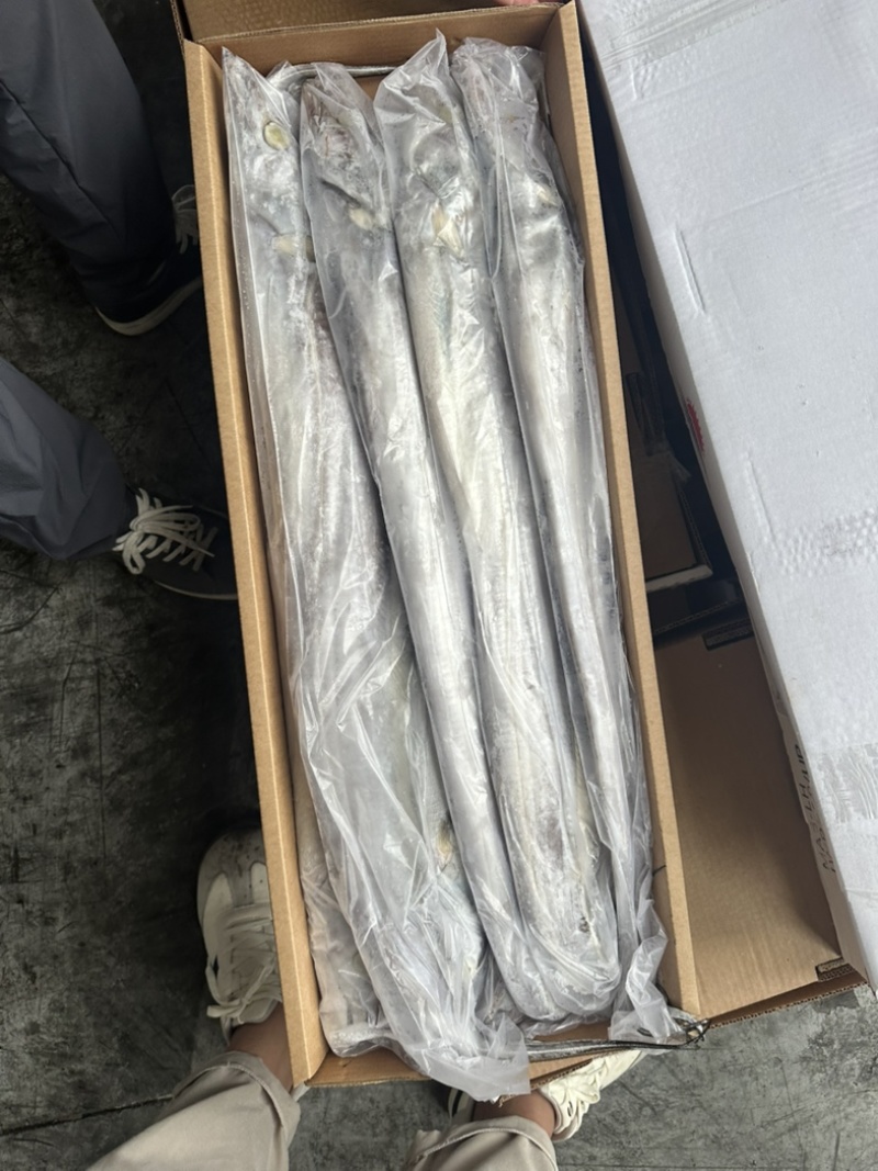 1000/up钓带带鱼1000克以上钓带鱼