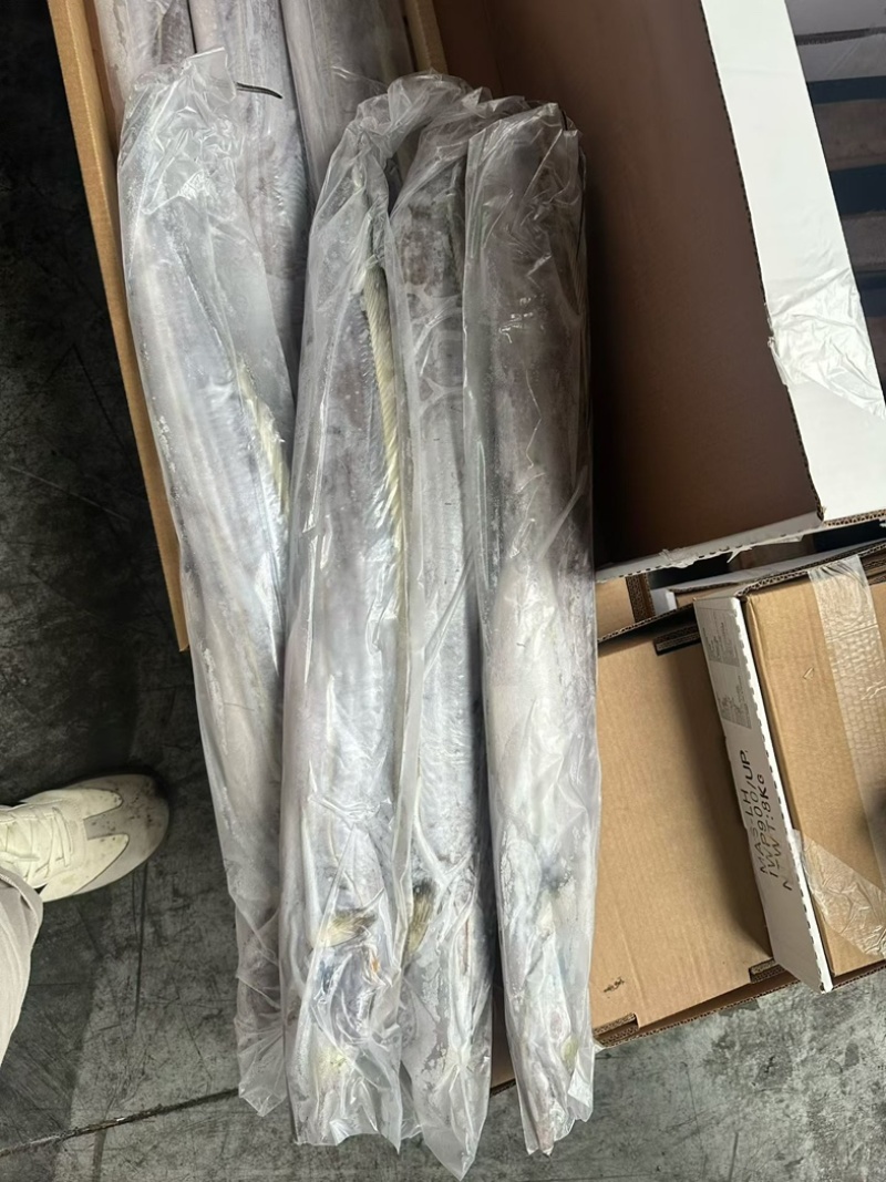 1000/up钓带带鱼1000克以上钓带鱼