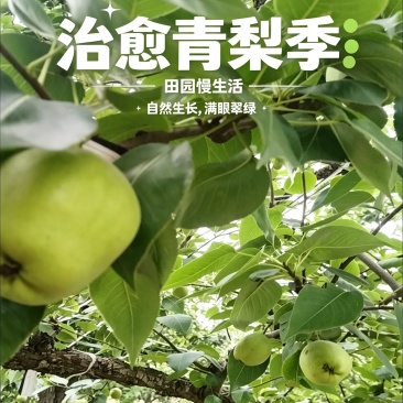 山东阳信早酥梨早熟脆甜通货鲜果5000斤起产地直发