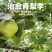 山东阳信早酥梨早熟脆甜通货鲜果5000斤起产地直发