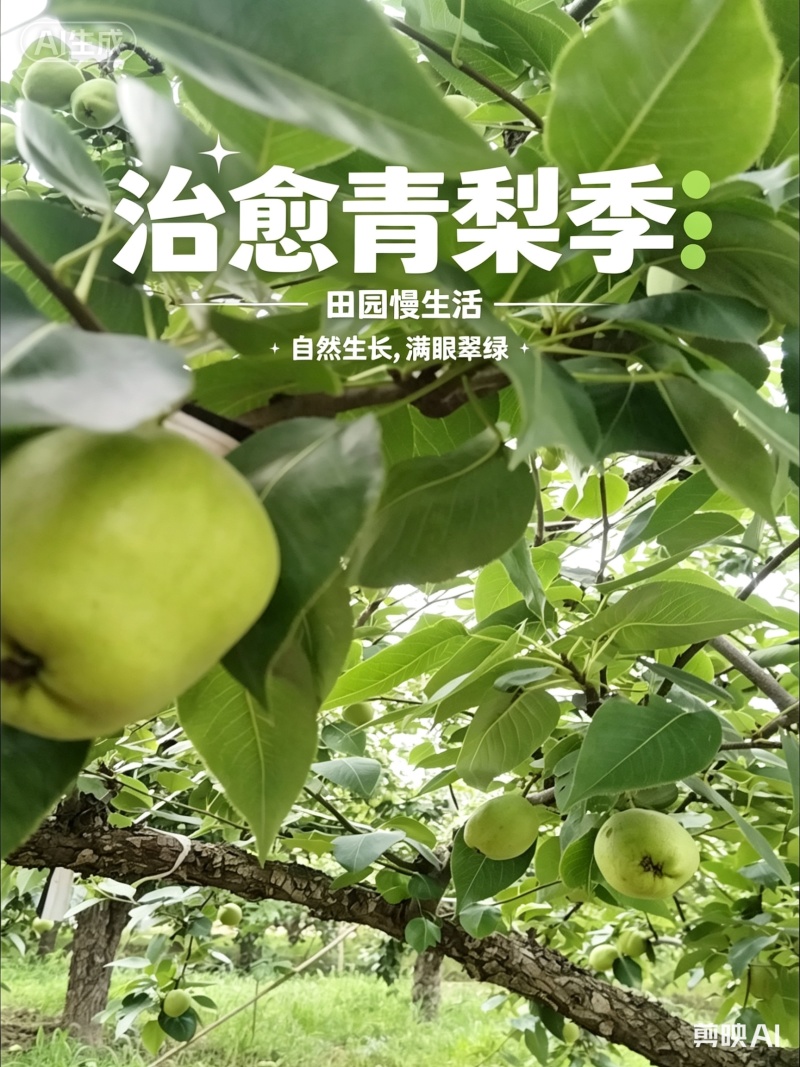 山东阳信早酥梨早熟脆甜通货鲜果5000斤起产地直发