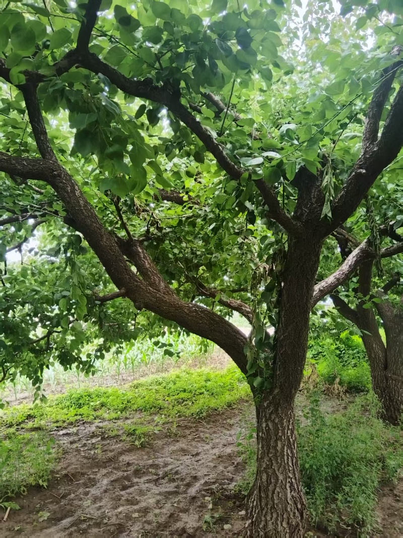 杏树，壮年，有实用价值，观赏价值，景观树