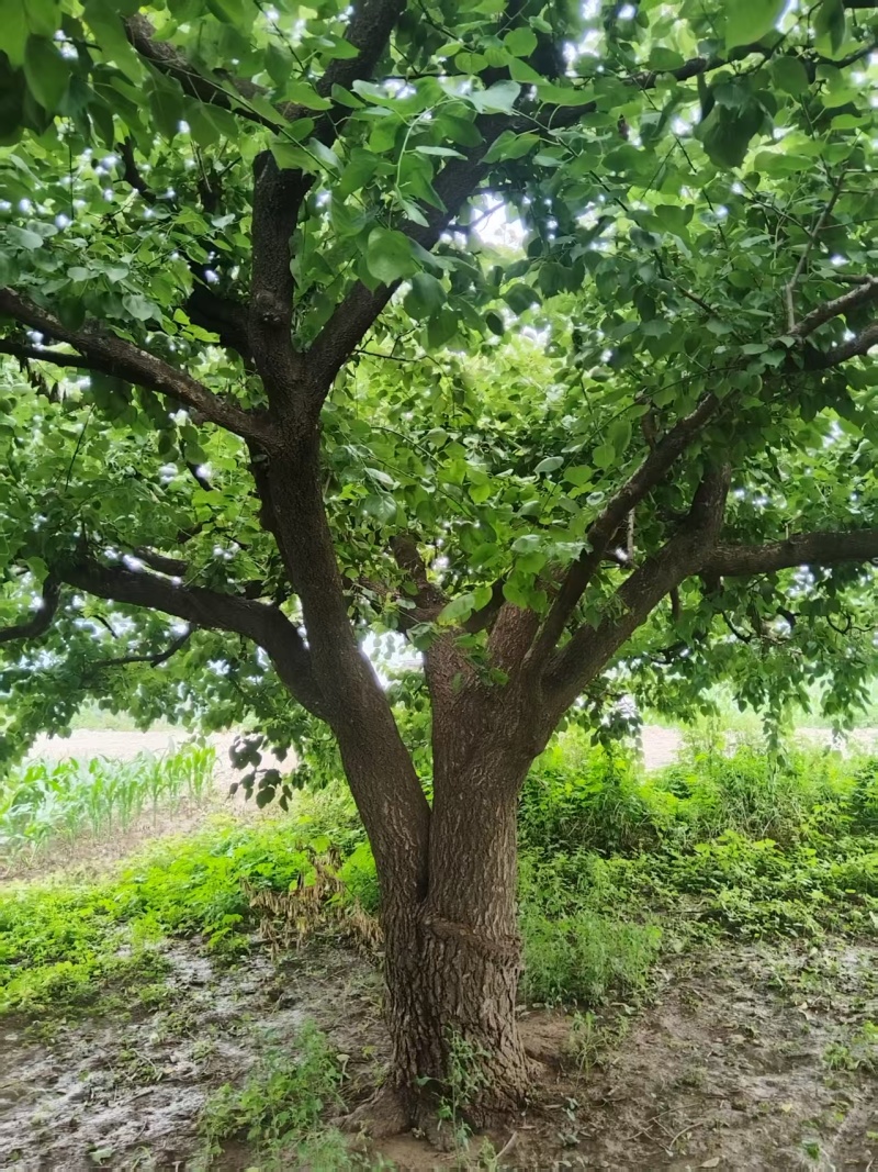 杏树，壮年，有实用价值，观赏价值，景观树